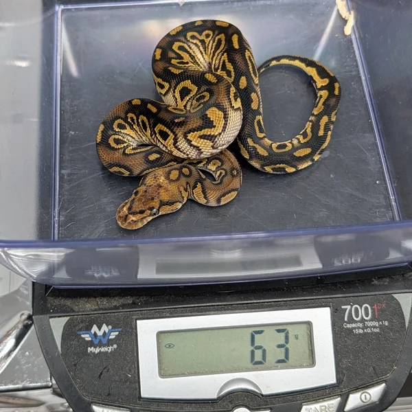 Hurricane Clown DH Axanthic VPI Piebald
