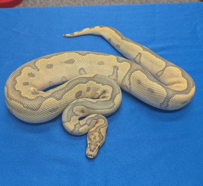 Disco Enchi Hypo Clown Het Piebald
