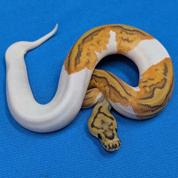 Disco Enchi Hypo Clown Piebald