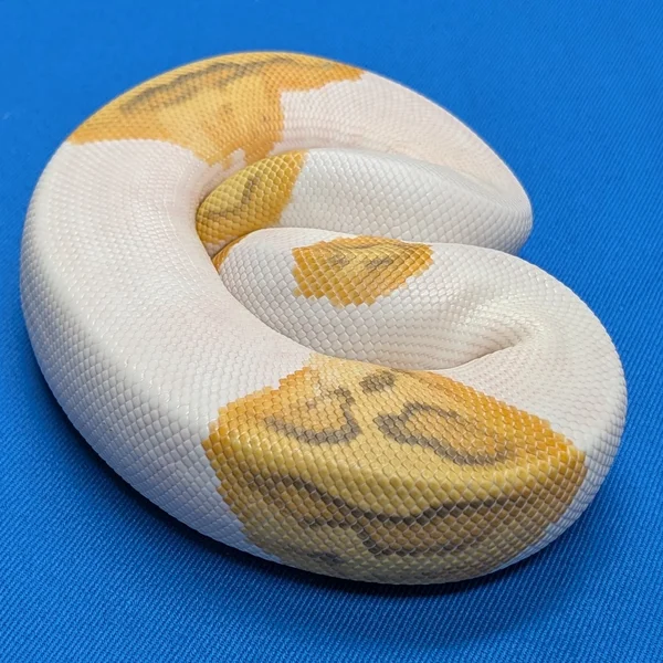 Disco Enchi Hypo Clown Piebald