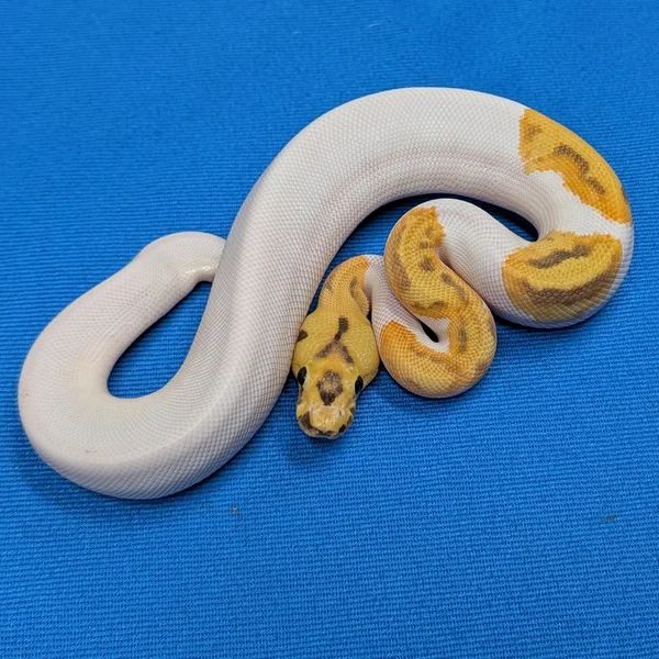 SuperDisco Enchi Hypo Clown Piebald