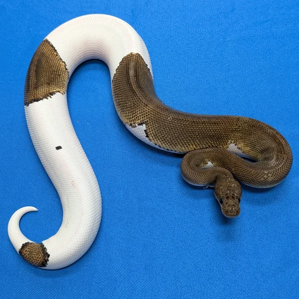 Stranger Clown Piebald