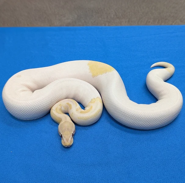 Lavender Axanthic VPI Piebald