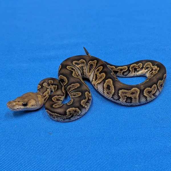 GHI Clown DH Axanthic VPI Piebald