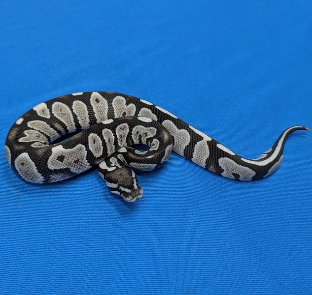 Chocolate Desert Ghost Axanthic VPI