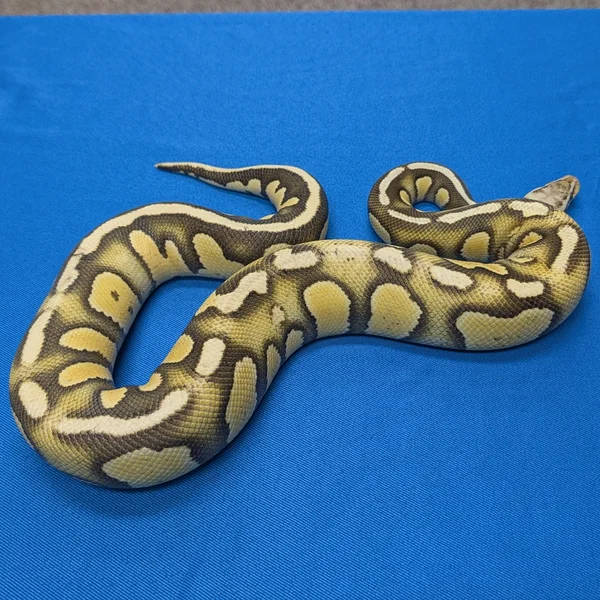 Stranger Fire Pastel Desert Ghost