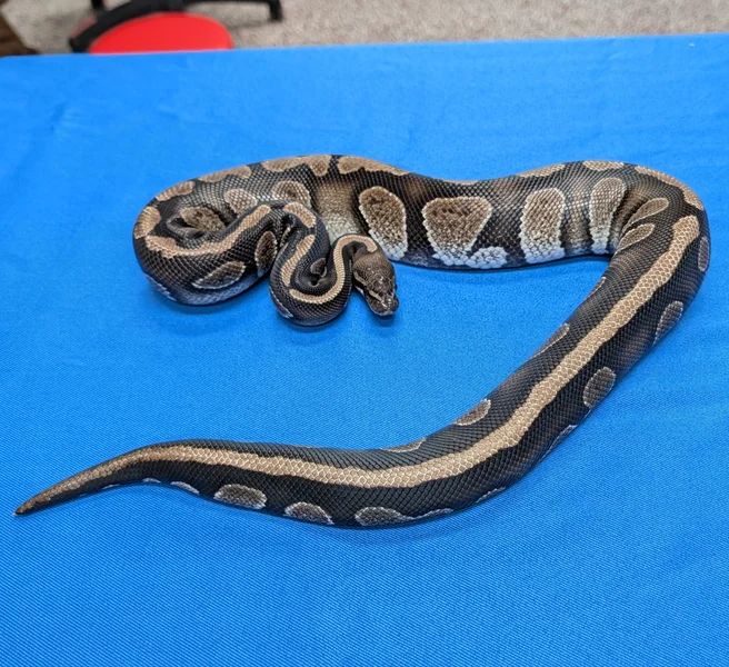 Stranger Axanthic VPI Het Lavender Albino