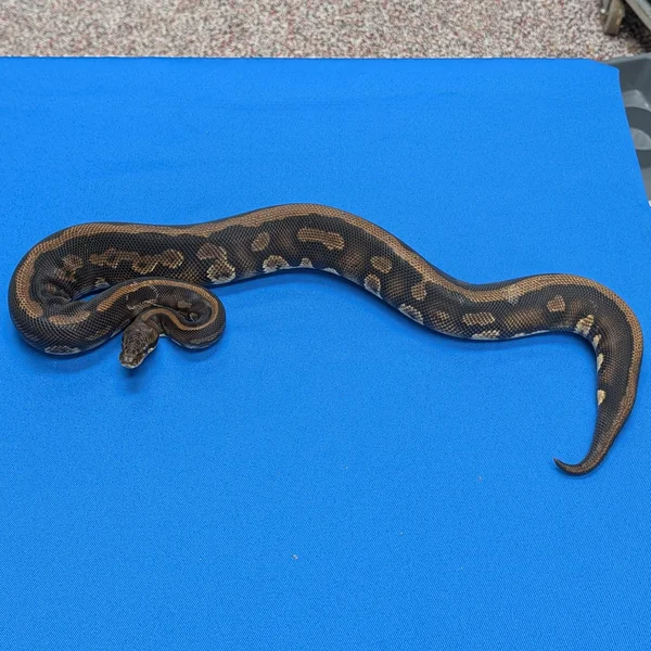 Stranger Leopard Het Clown