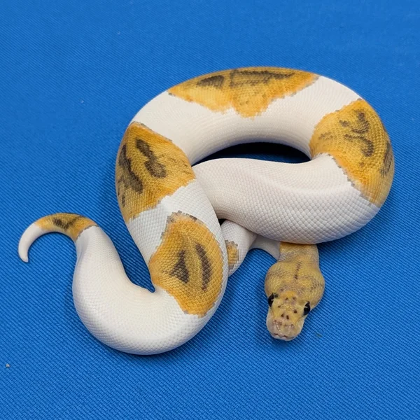 GHI Orange Dream Fire Clown Piebald Het Axanthic VPI