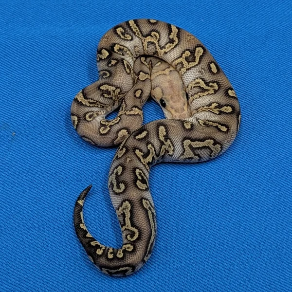 Hurricane GHI Orange Dream Fire Clown DH Axanthic VPI Piebald