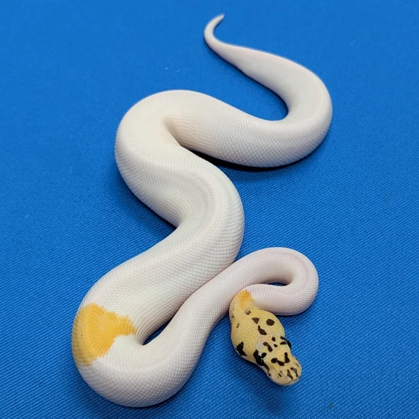 Hurricane Orange Dream Fire Yellow Belly Pastel Clown Piebald Het Axanthic VPI