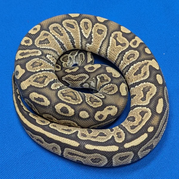 Hurricane Hypo Het Rainbow Male