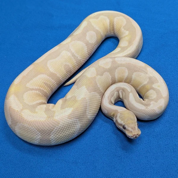 Lavender Axanthic VPI Het Piebald