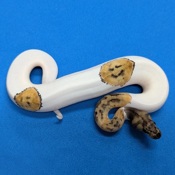 GHI Clown Pied Het Axanthic VPI
