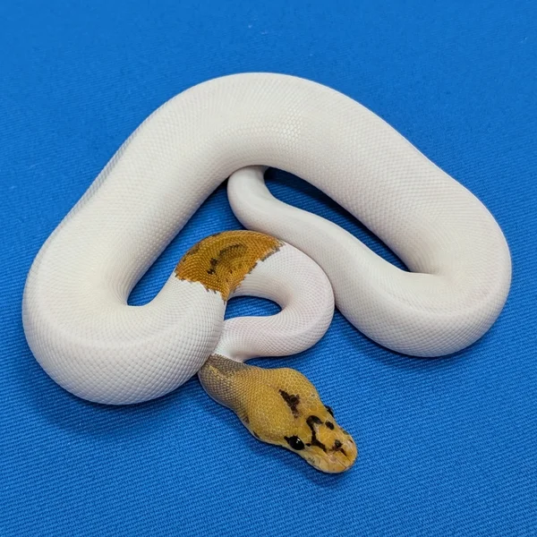 Leopard Fire Clown Pied Het Axanthic VPI