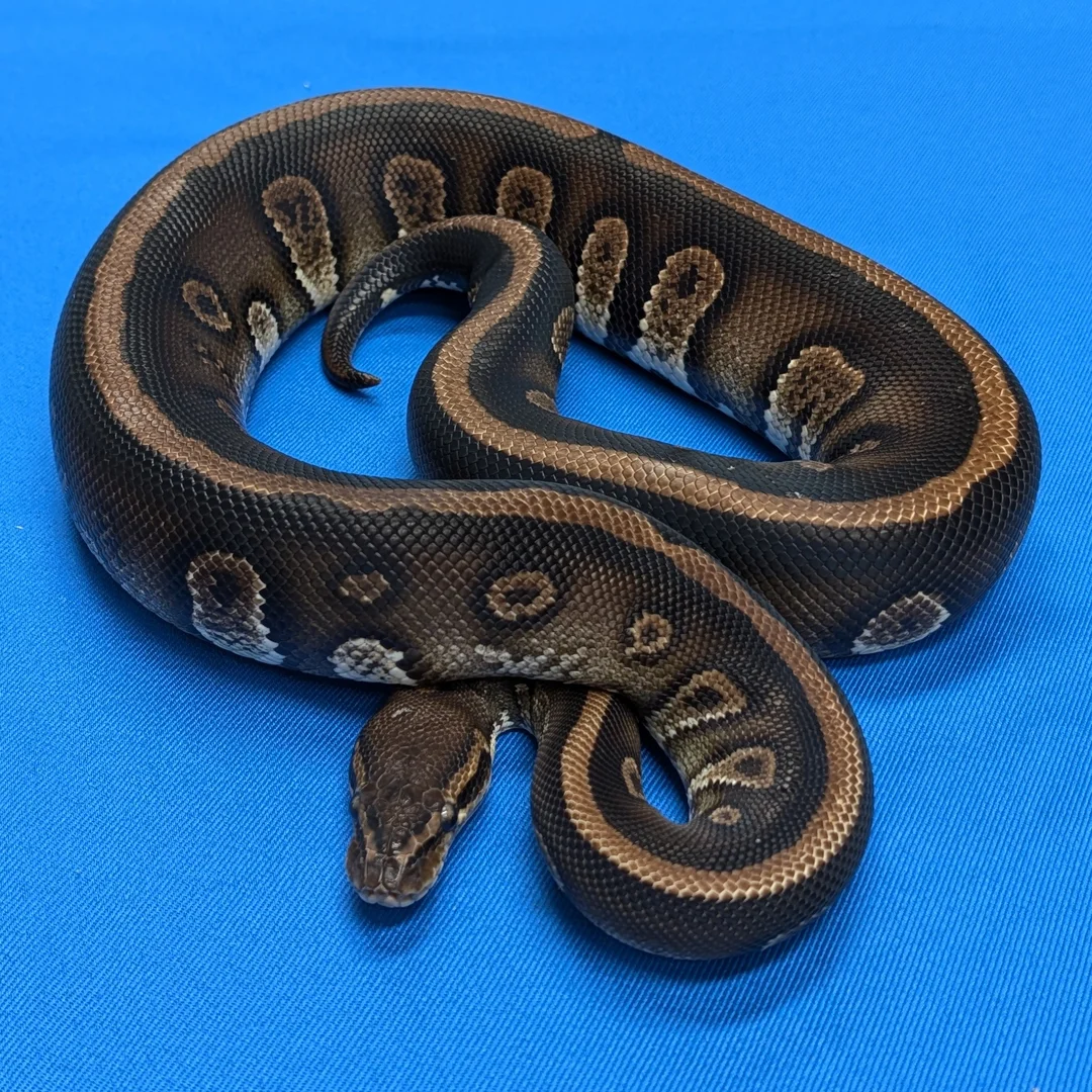 Stranger DH Clown Piebald | Ball Pythons | ReptileAds