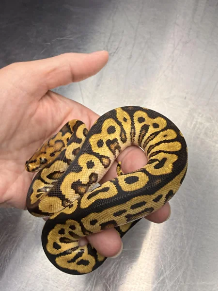 Pos Yellow Belly