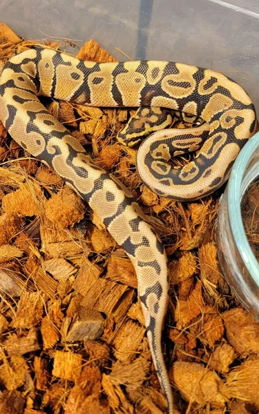 Earl