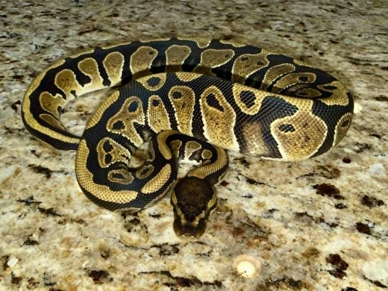 1059