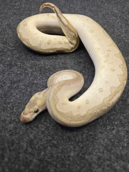 poss. pastel