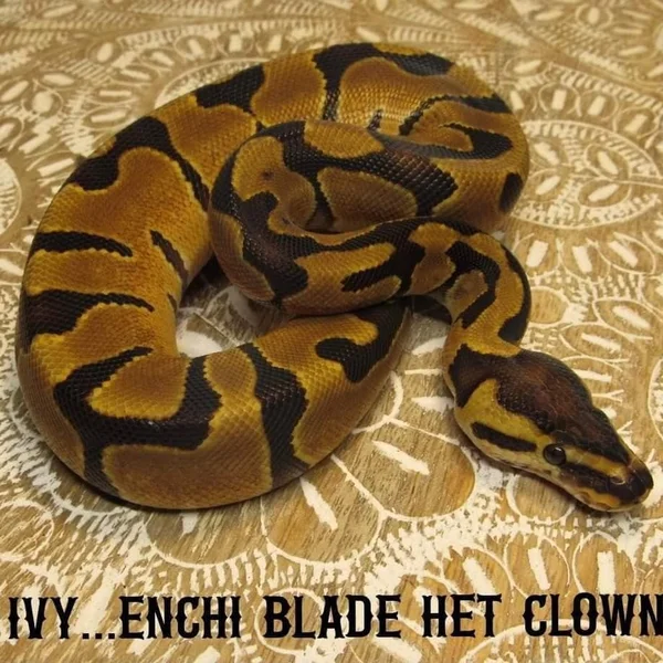 Ivy