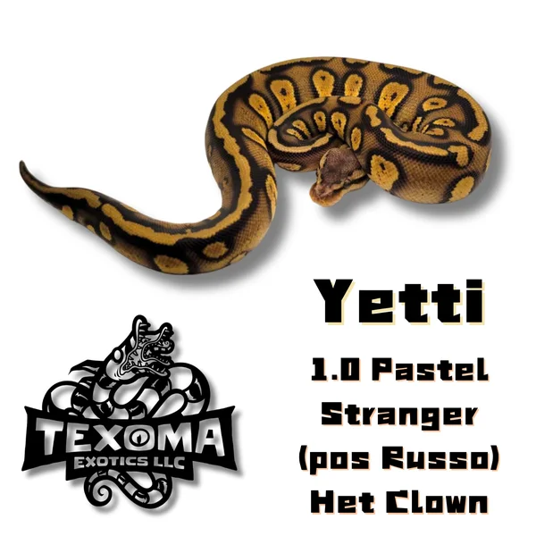 Yetti