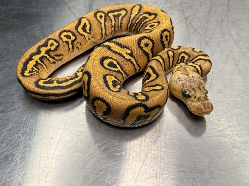 Animal 1050
