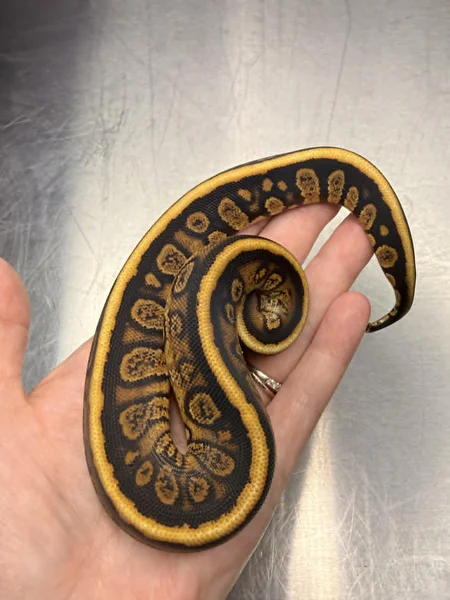 Pos Yellow Belly
