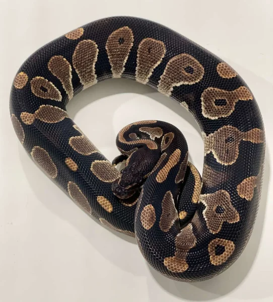 Animal BHHETDG_2021