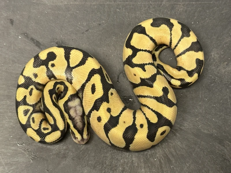Animal 250302