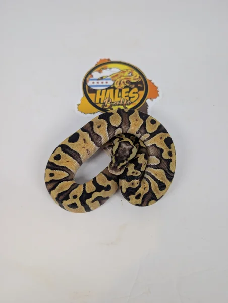 Ghi enchi pastel het dg