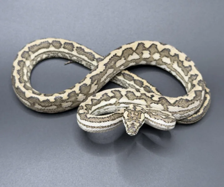 Red Coastal Carpet Python