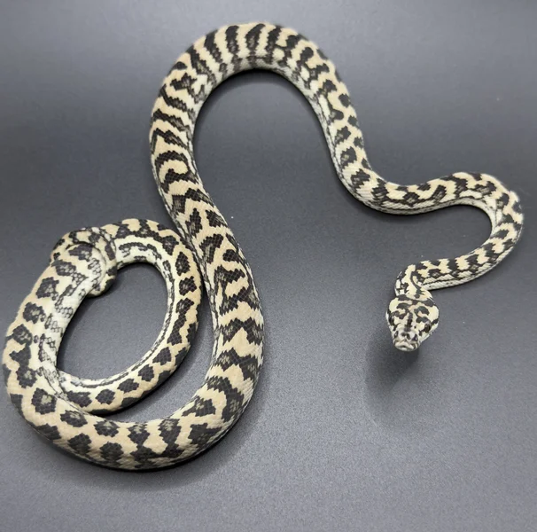 Red Coastal Carpet Python