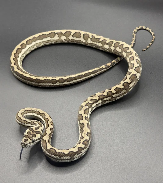 Red Coastal Carpet Python