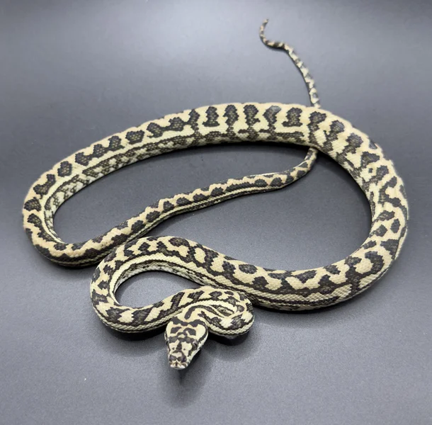 Red Coastal Carpet Python