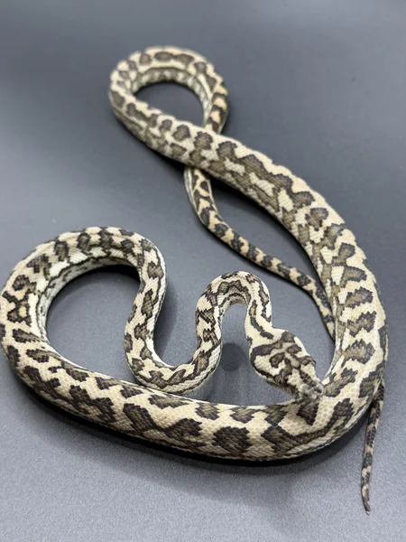 Red Coastal Carpet Python