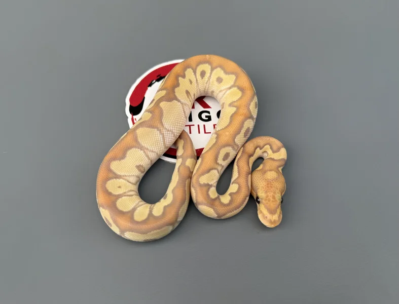 Banana Mojave Clown Het Hypo