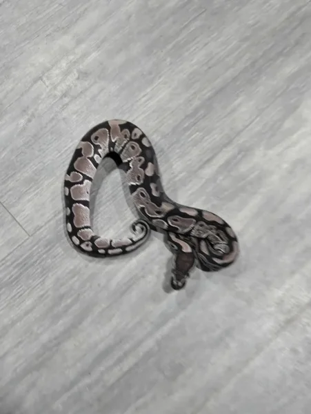 VPI 50% HET PIED