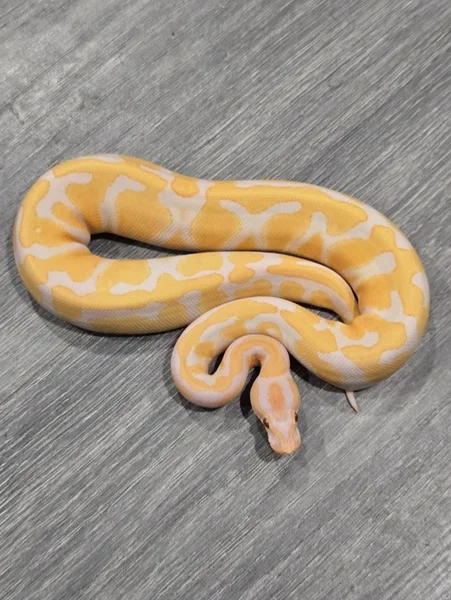 ODYB Scrambler Lavender h/ Pied