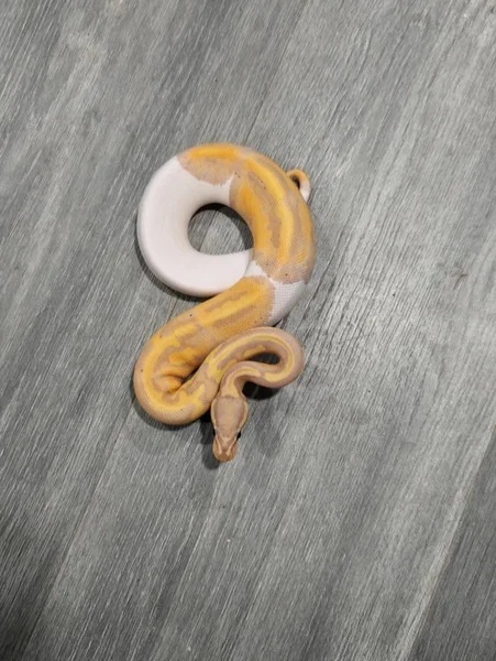 Banana Pied 50% Hypo