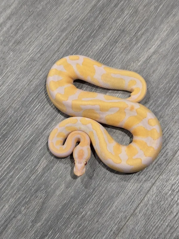 OD Lavender h/Pied pos. Scrambler | Ball Pythons | ReptileAds