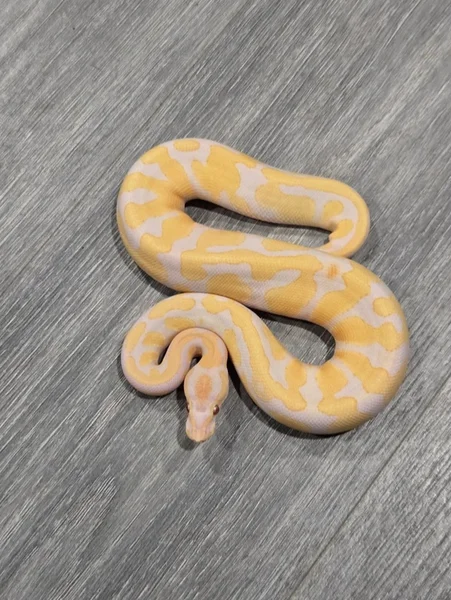 OD Lavender h/Pied pos. Scrambler