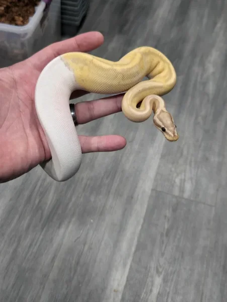 Pastel Banana Pied 50% Hypo