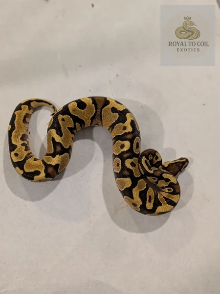 Enchi yellowbelly het clown ultramel