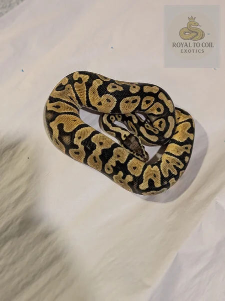 Pastel Het clown het lavender