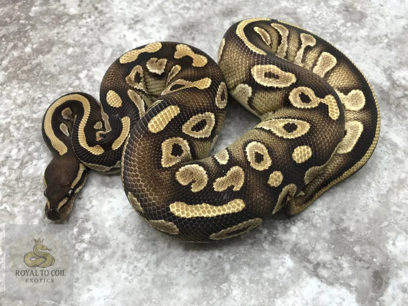Mojave Asphalt Het Ultramel Het Pied