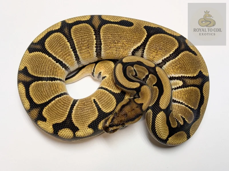 Orange Dream Red Stripe Blade Het Clown