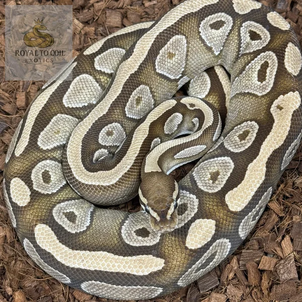 Phantom Het Puzzle
