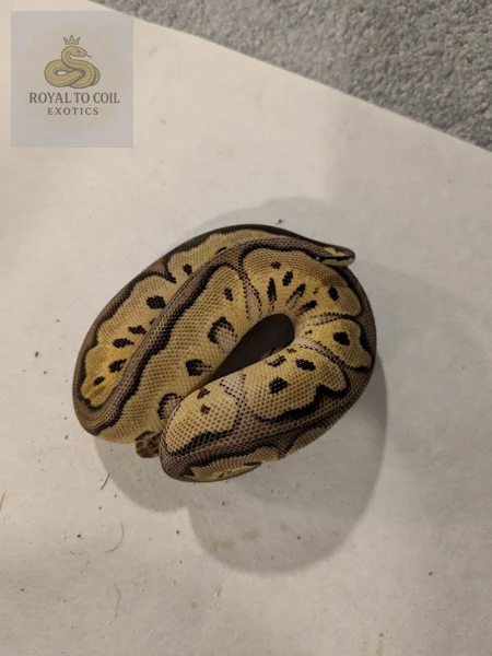 Pastel clown het desert ghost