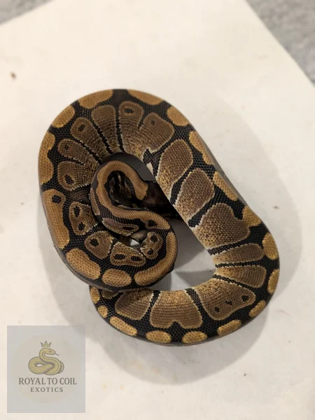 Red stripe het lavender albino clown